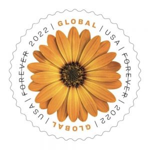 Global: African Daisy